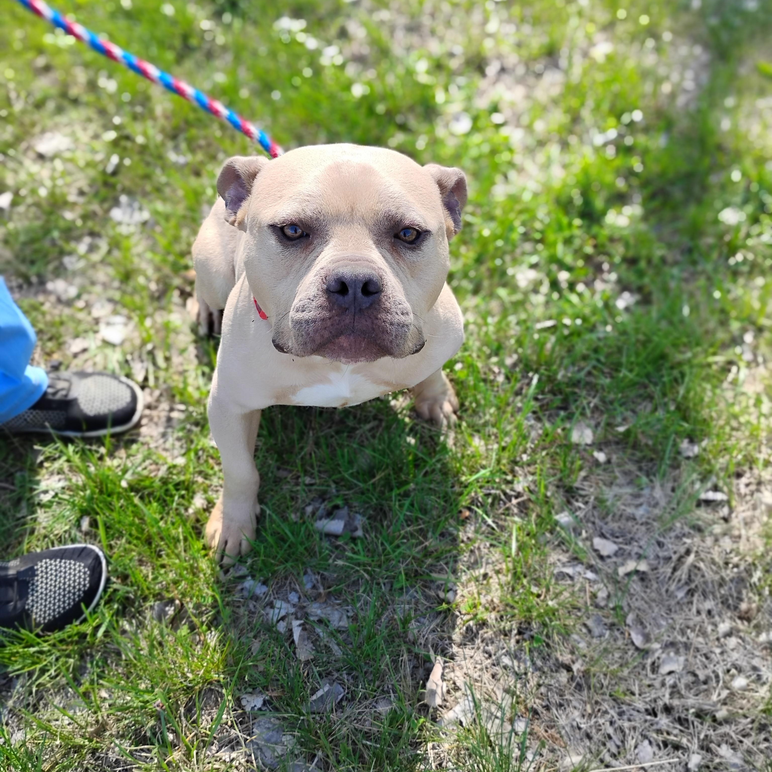 Enlarge Benny, a ADOPTABLE mixed breed in Omaha, NE image 4/5