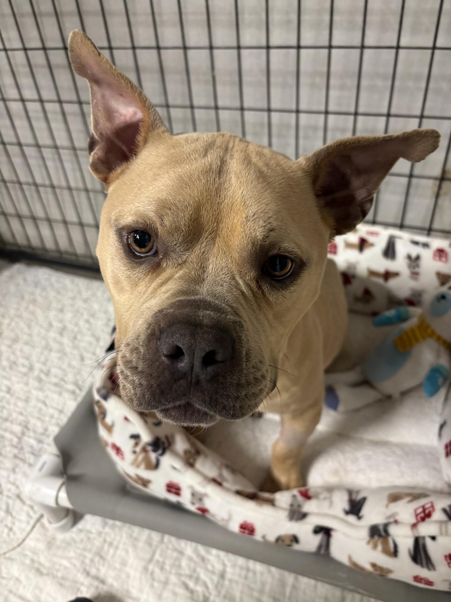 Enlarge Benny, a ADOPTABLE mixed breed in Omaha, NE image 3/5