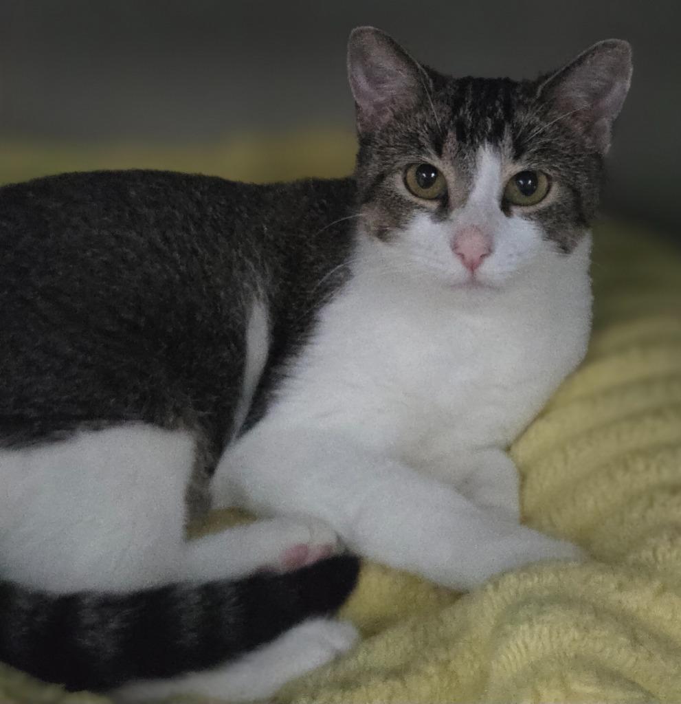 Enlarge Nymph, a Adoptable mixed breed in Viroqua, WI image 2/4