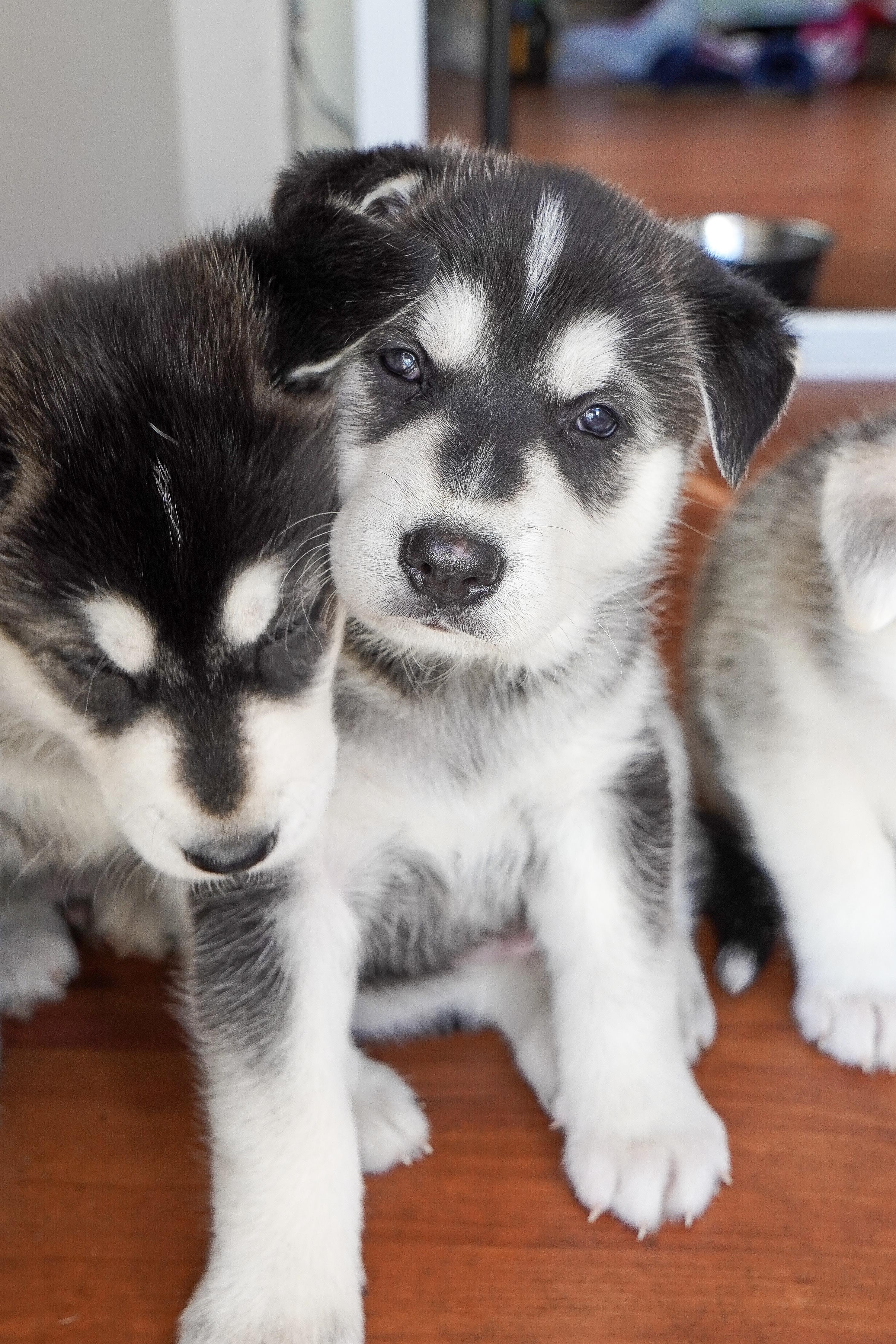 Axel, Adoptable, Puppy Male Husky & Shepherd.