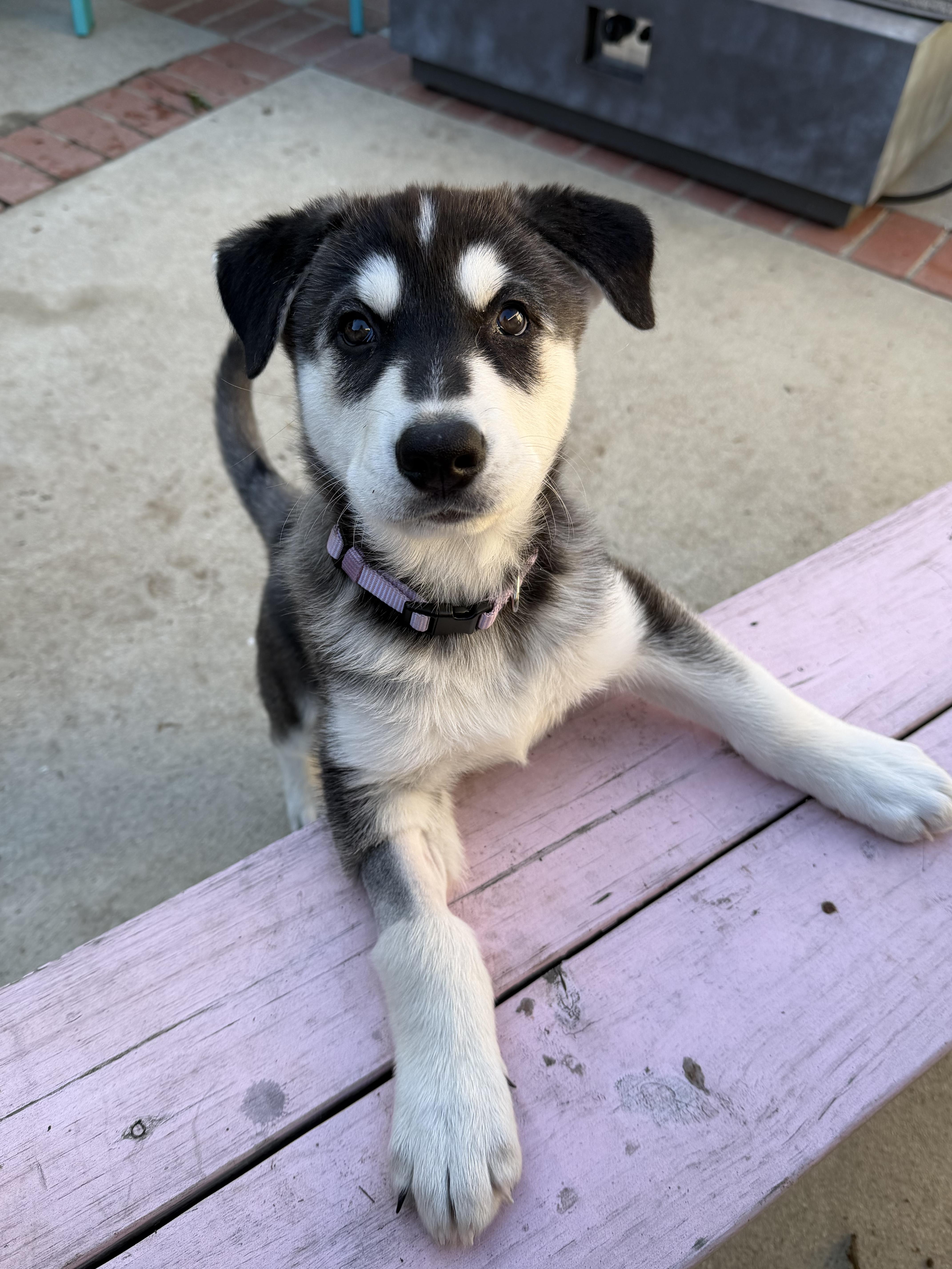 Enlarge Axel, a Adoptable mixed breed in Los Angeles, CA image 2/4