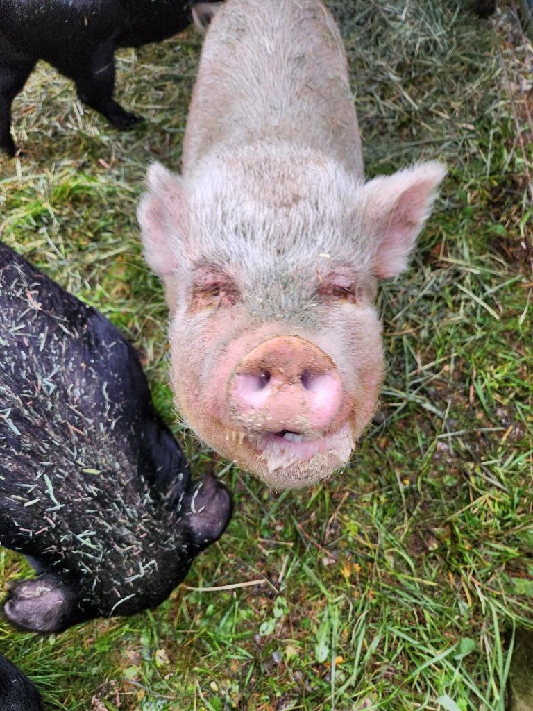 Enlarge Doll, a Adoptable Pig in Sultan, WA image 2/2