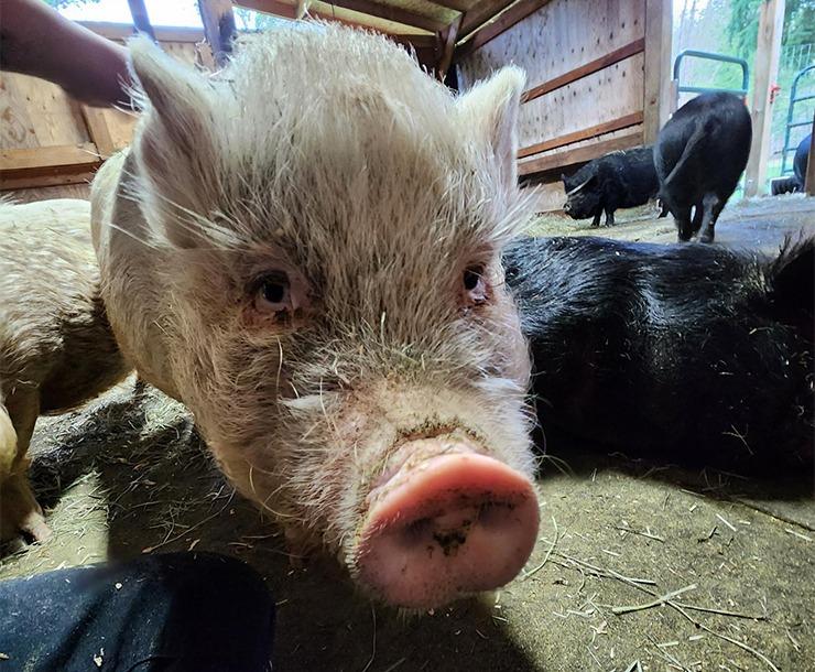 Doll, Adoptable, Senior Female Pig.