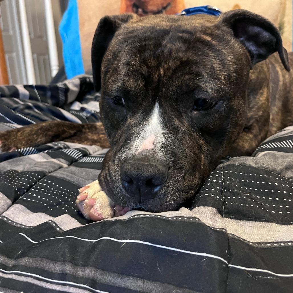 Boo, Adoptable, Adult Male Pit Bull Terrier.