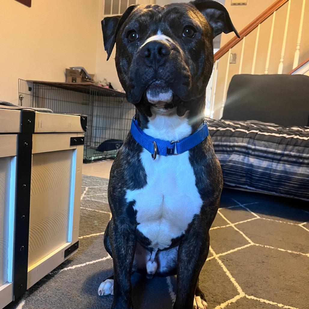 Enlarge Boo, a Adoptable Pit Bull Terrier in Mount Laurel, NJ image 2/5