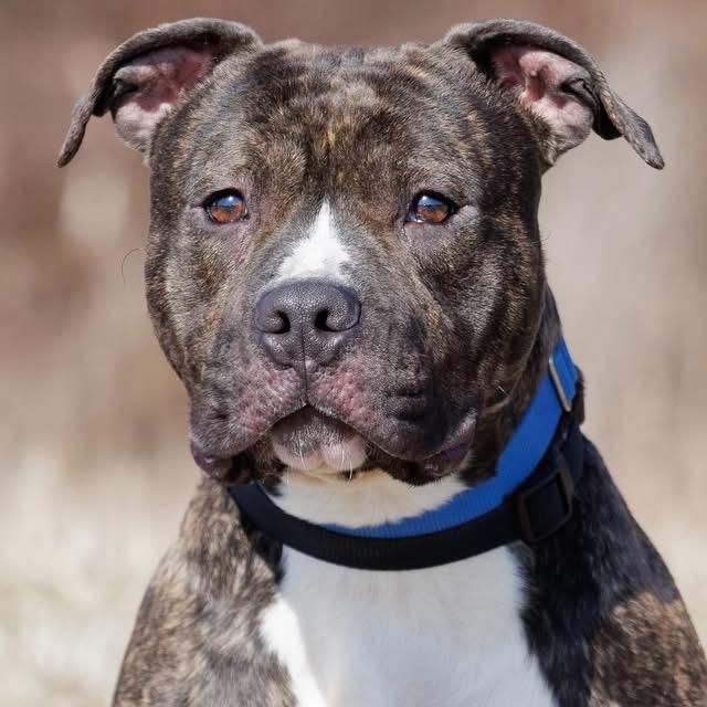 Enlarge Boo, a Adoptable Pit Bull Terrier in Mount Laurel, NJ image 3/5