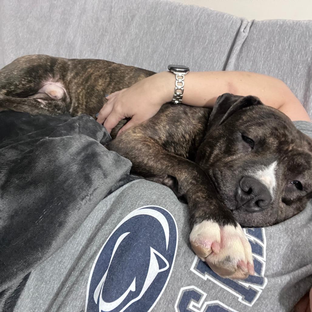 Enlarge Boo, a Adoptable Pit Bull Terrier in Mount Laurel, NJ image 4/5