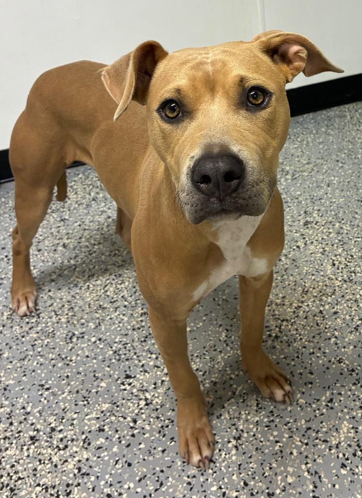 Hazel, Adoptable, Young Female Staffordshire Bull Terrier & Mixed Breed.