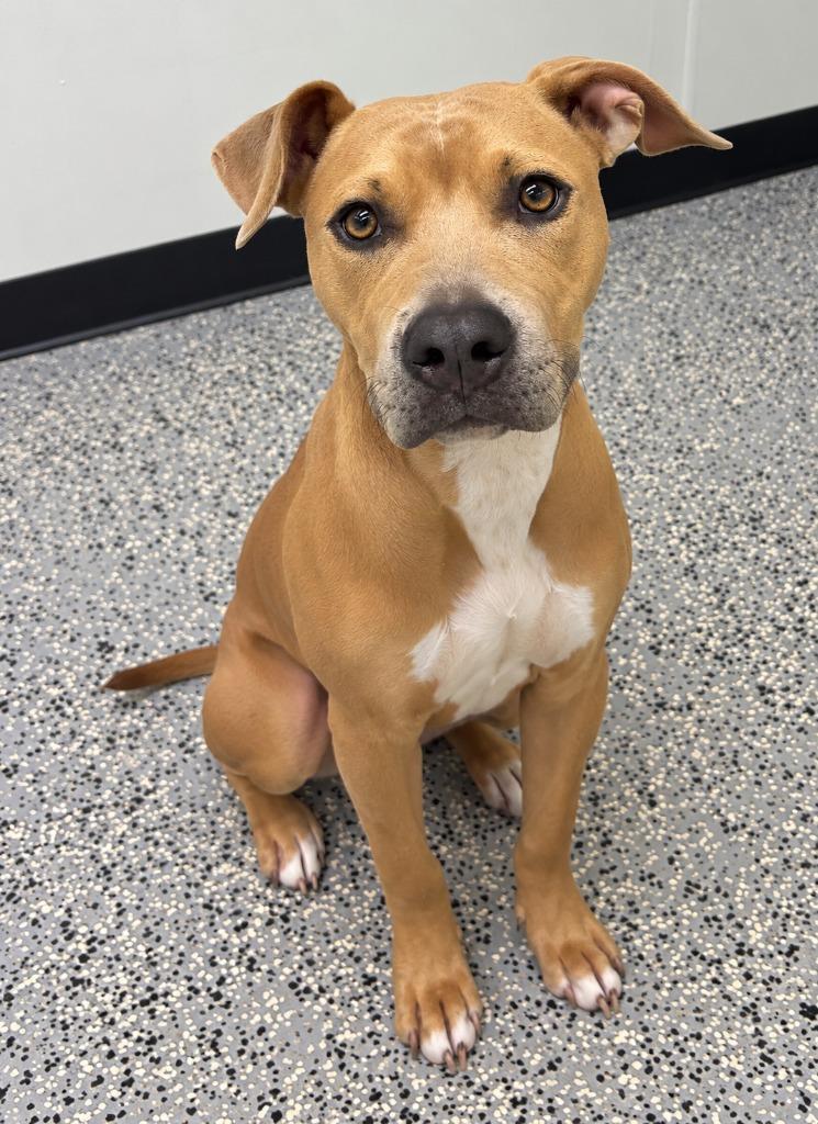 Enlarge Hazel, a Adoptable mixed breed in Seven Points, TX image 2/2