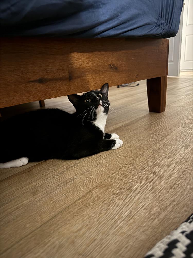 Kitty, Adoptable, Kitten Female Domestic Short Hair.