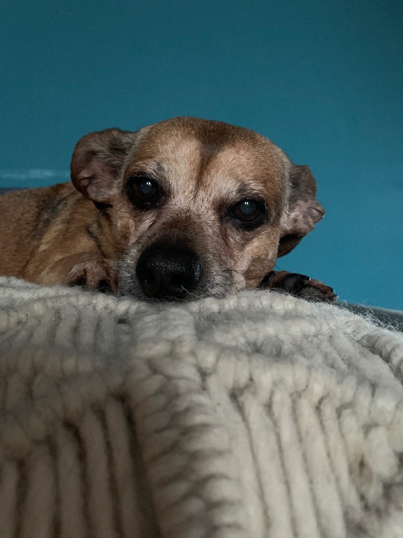 Enlarge Penny, a Adopted Chihuahua in New Orleans, LA image 1/6