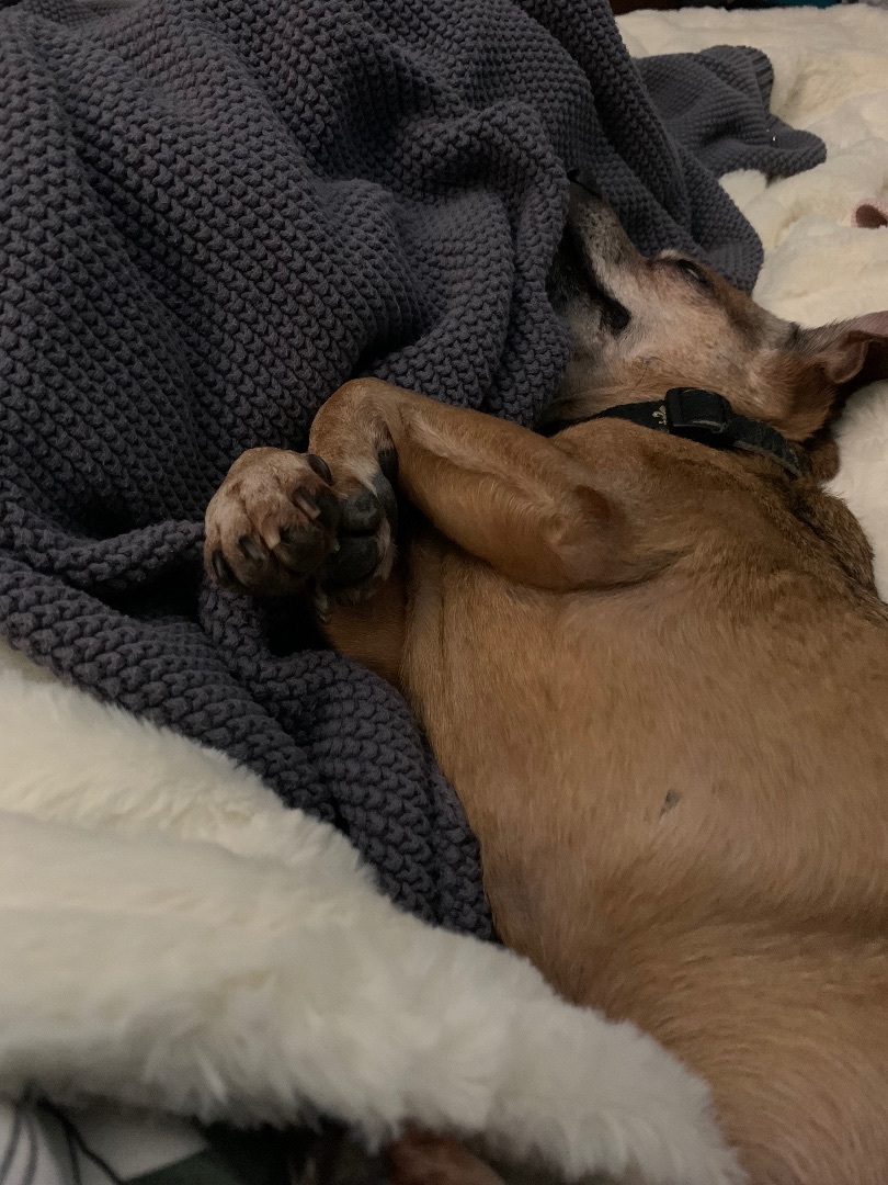 Enlarge Penny, a Adopted Chihuahua in New Orleans, LA image 2/6