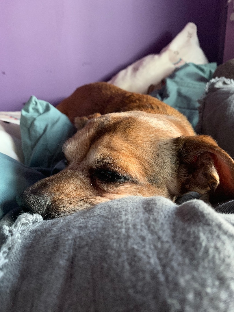 Enlarge Penny, a Adopted Chihuahua in New Orleans, LA image 3/6