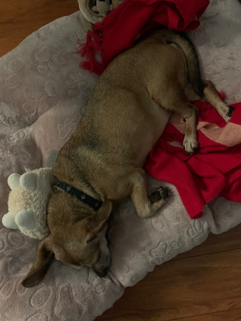 Enlarge Penny, a Adopted Chihuahua in New Orleans, LA image 4/6