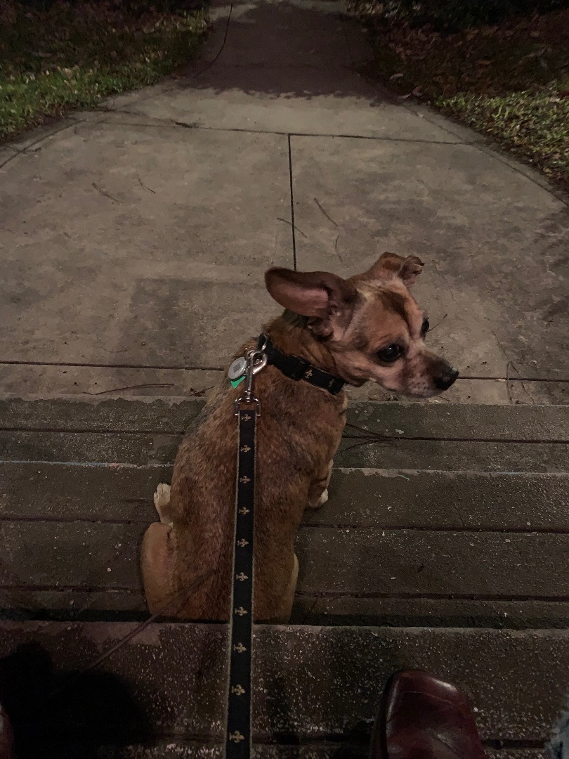 Penny, Adopted, Senior Female Chihuahua.