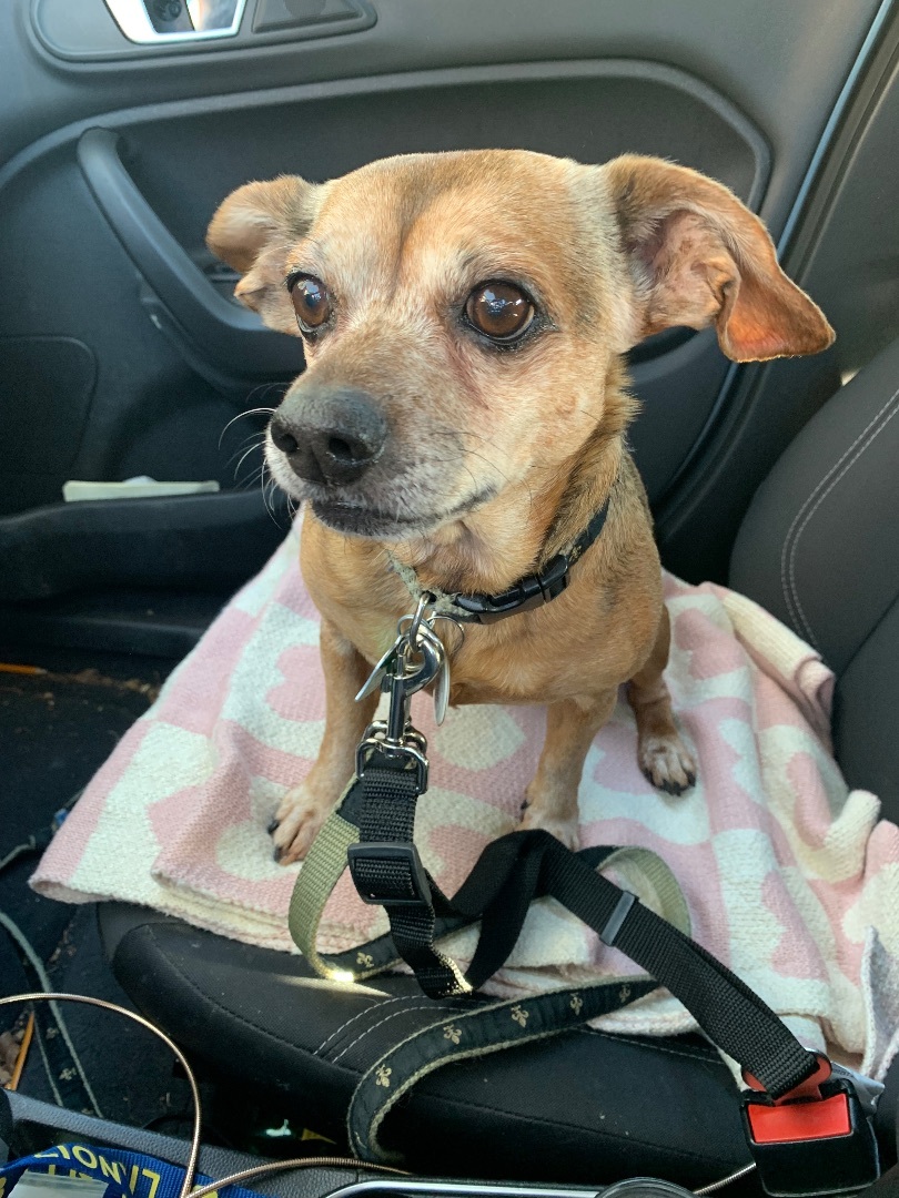 Enlarge Penny, a Adopted Chihuahua in New Orleans, LA image 6/6