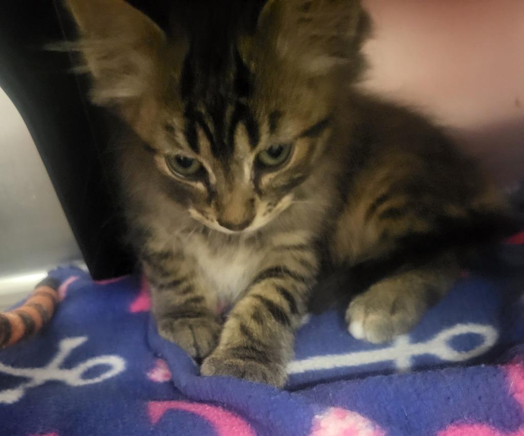 Thor, Adoptable, Kitten Male Domestic Short Hair.