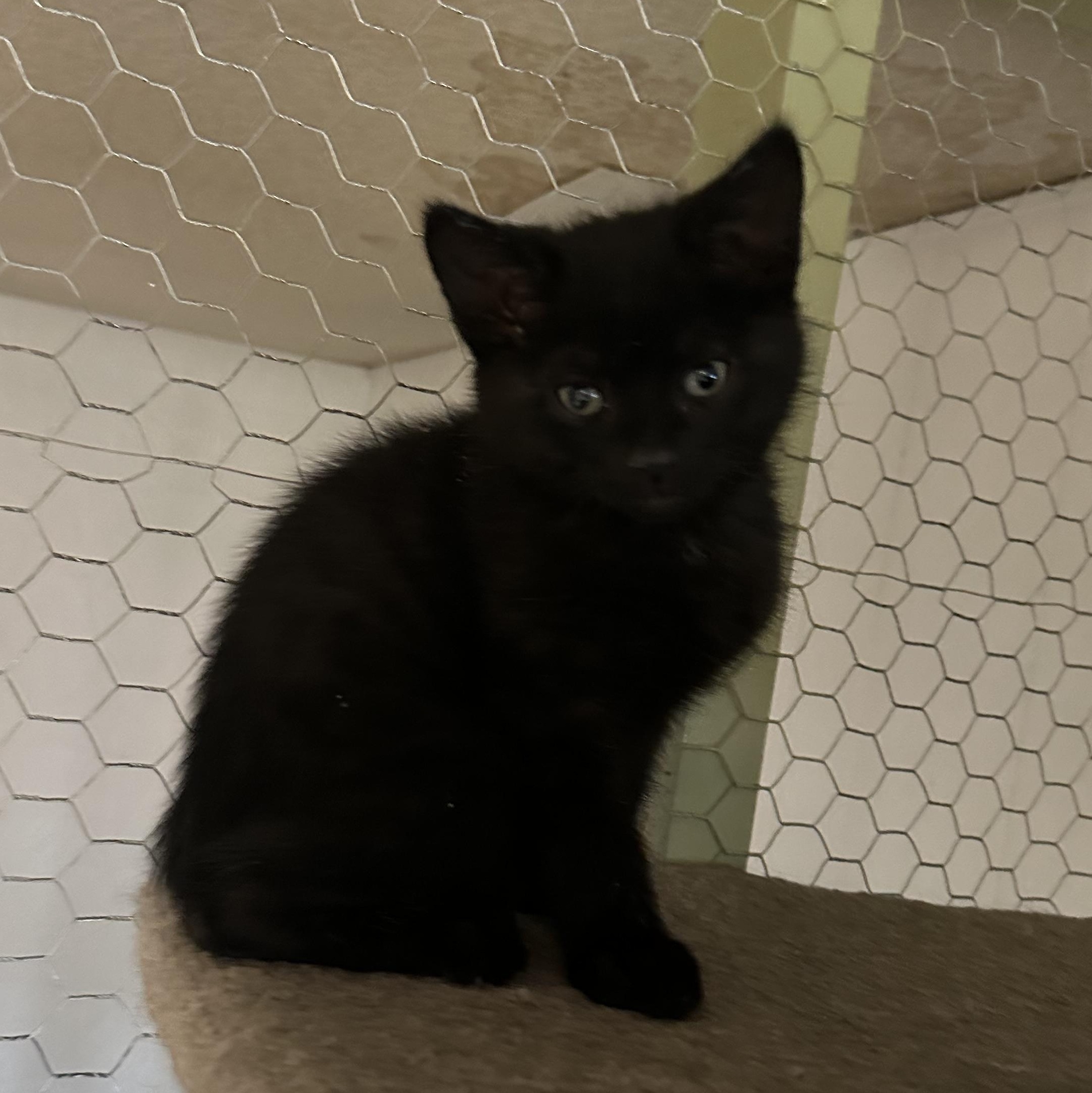 Hades, Adopted, Kitten Male Domestic Short Hair.