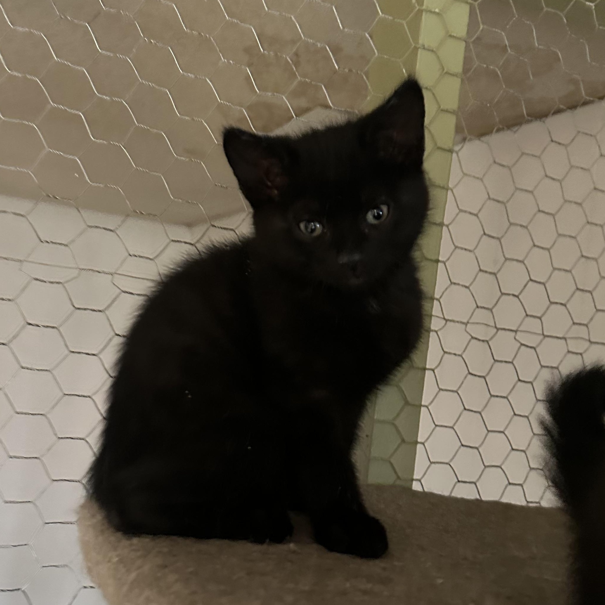 Enlarge Hades, a Adopted Domestic Short Hair in Hay River, NT image 2/2