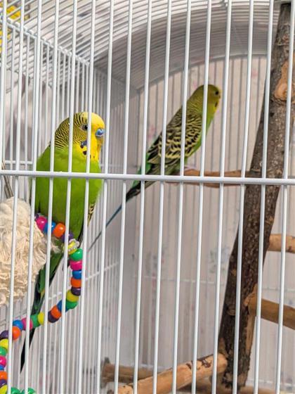 Robin, Adoptable, Adult Male Budgie / Budgerigar & Budgie / Budgerigar.