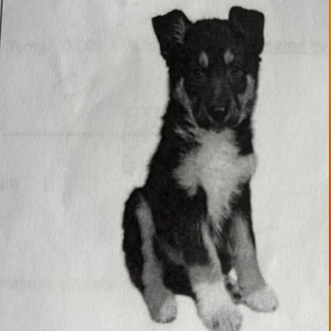 Enlarge Harrison, a Adoptable mixed breed in Stagecoach, NV image 1/1