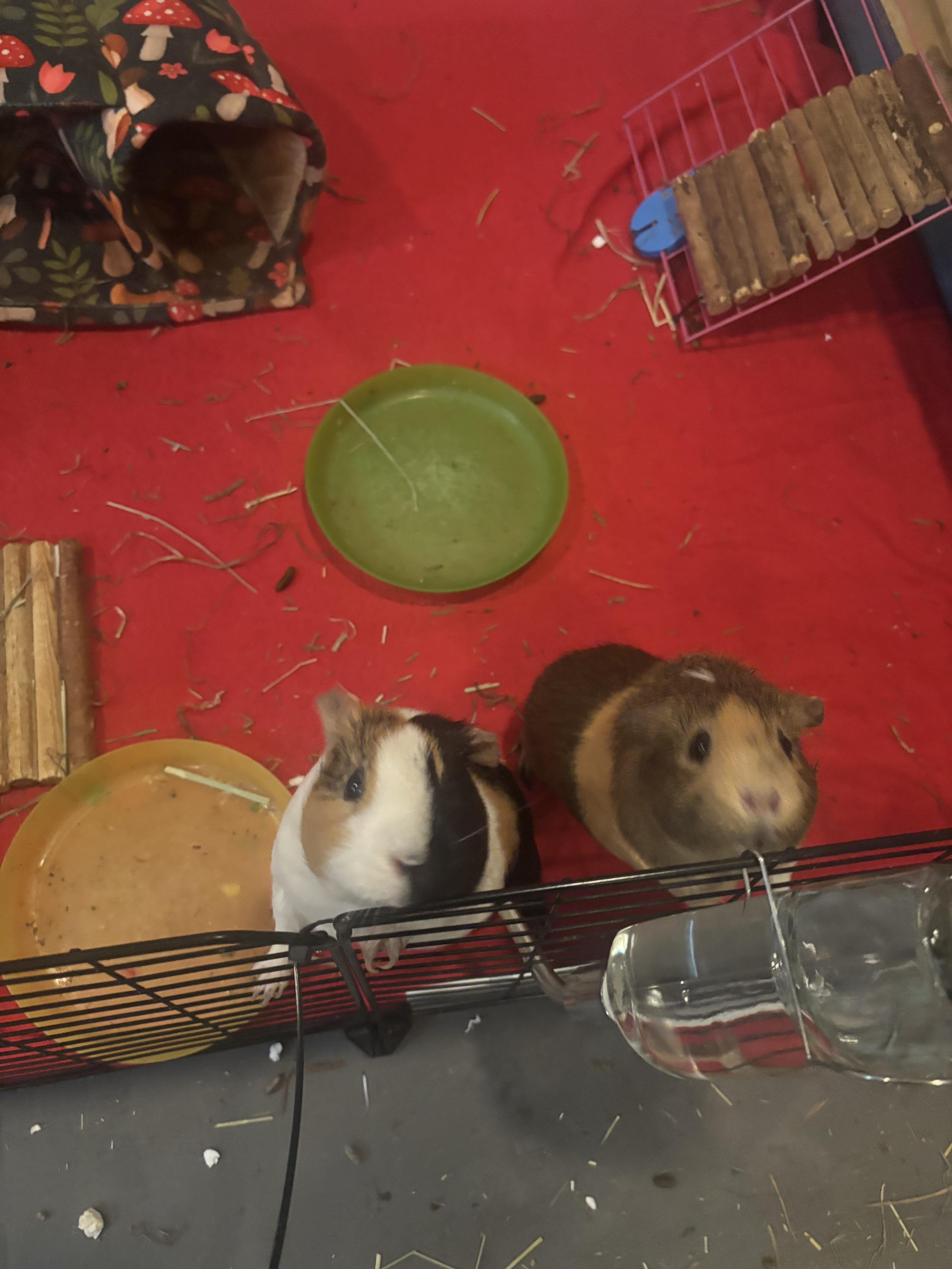 S’mores and Pasta photo 4