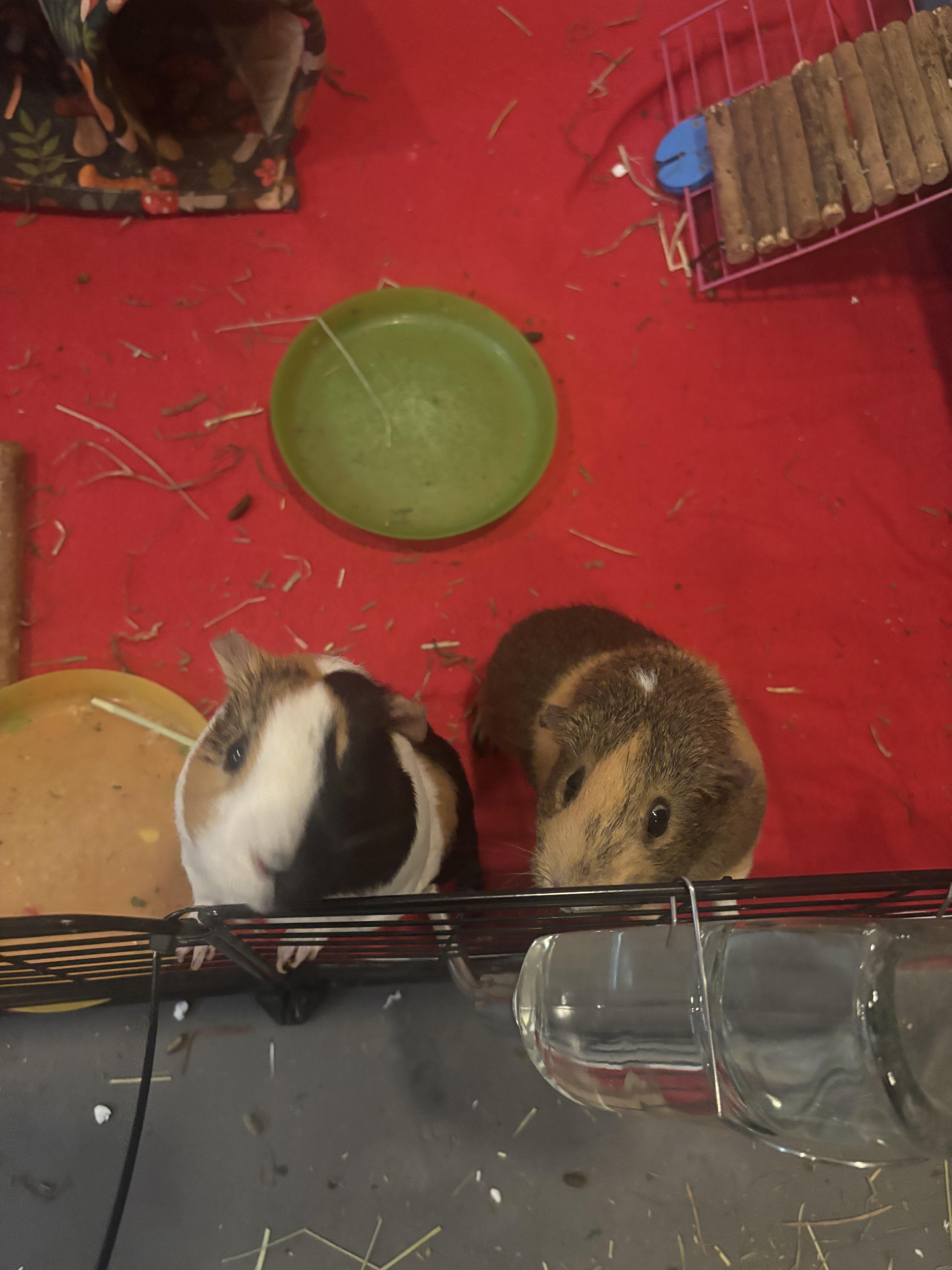 S’mores and Pasta, Adult Female Guinea Pig