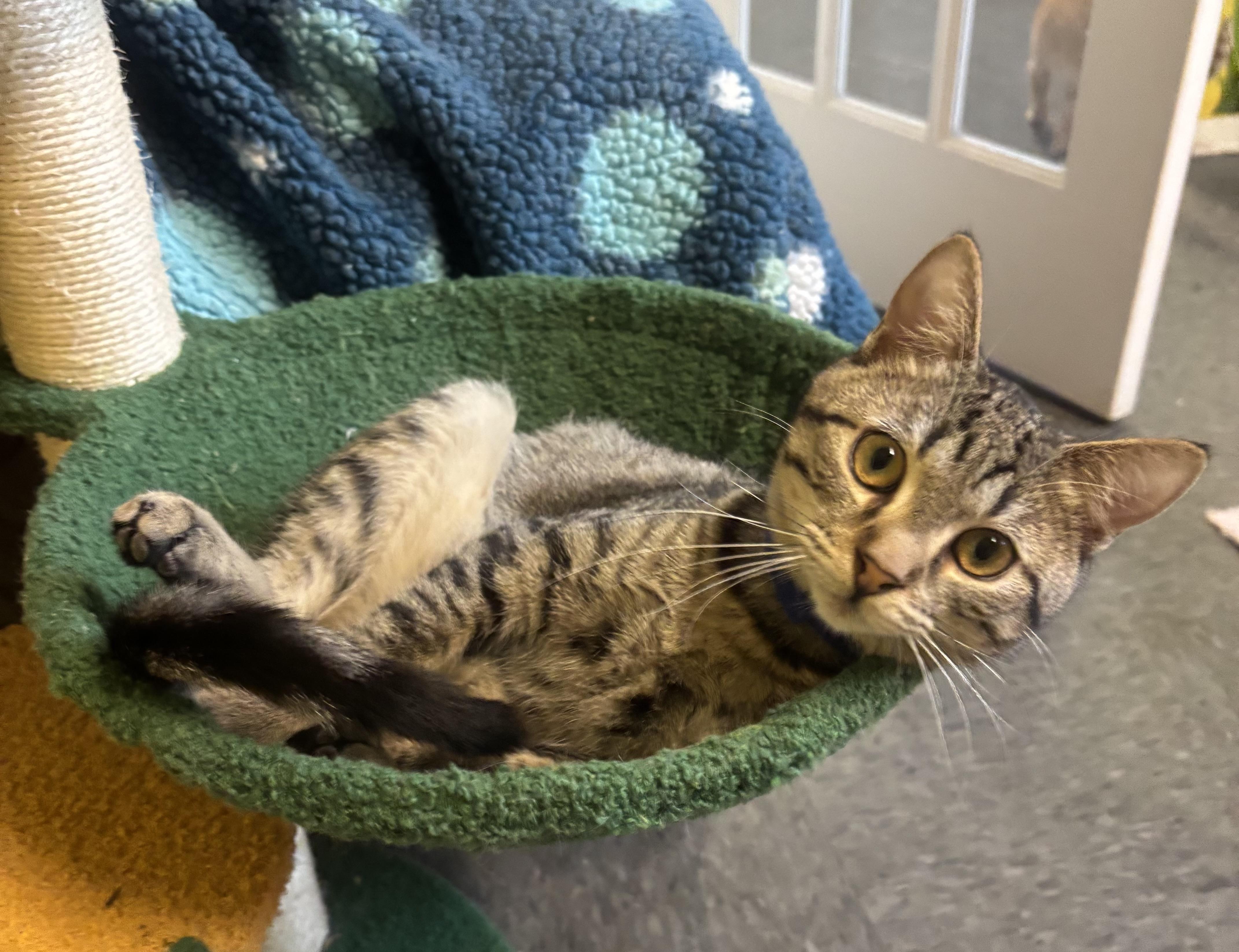 Enlarge Buddy, a Adoptable Domestic Short Hair in Whittier, CA image 5/6