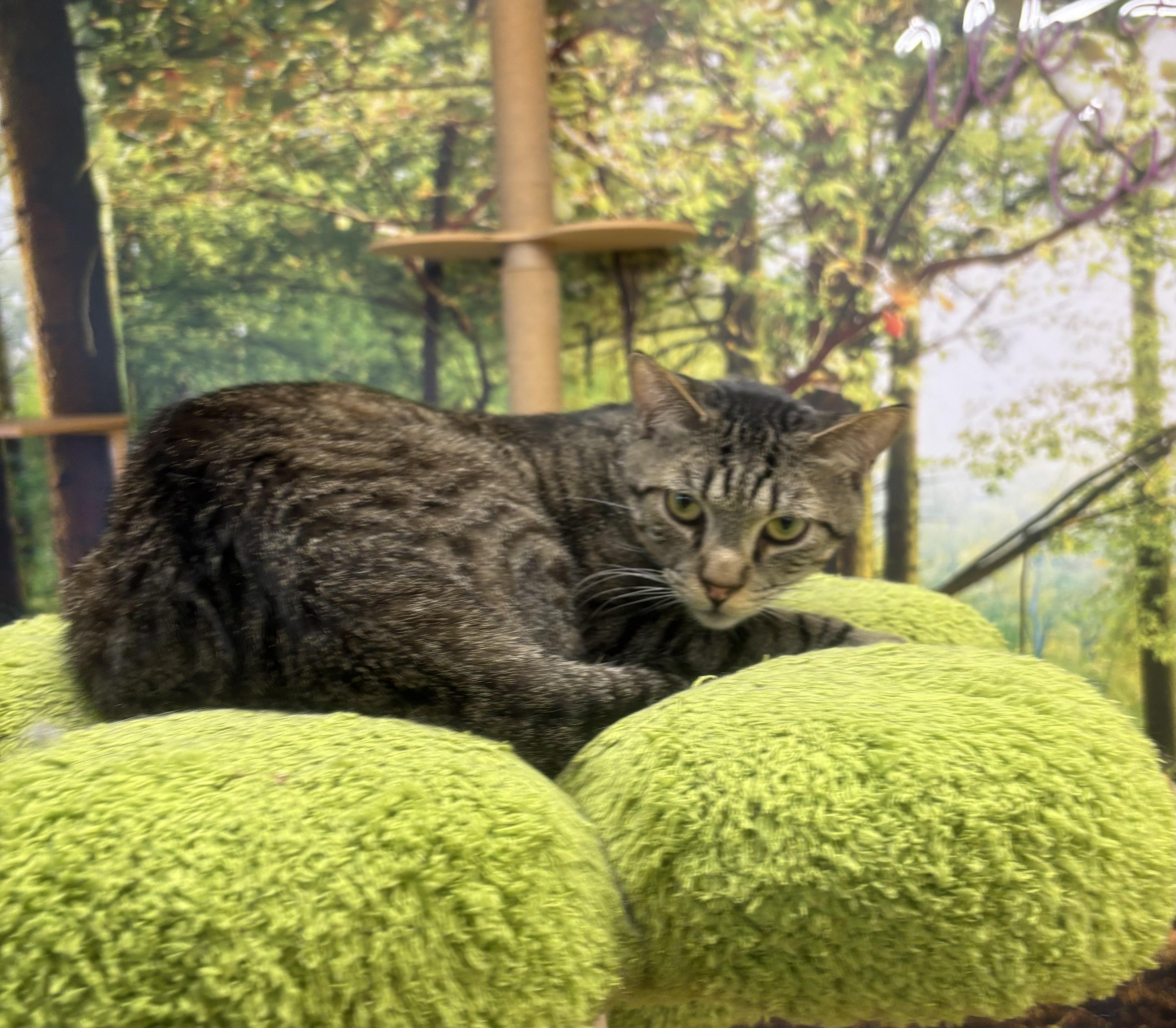 Enlarge Buddy, a Adoptable Domestic Short Hair in Whittier, CA image 2/6