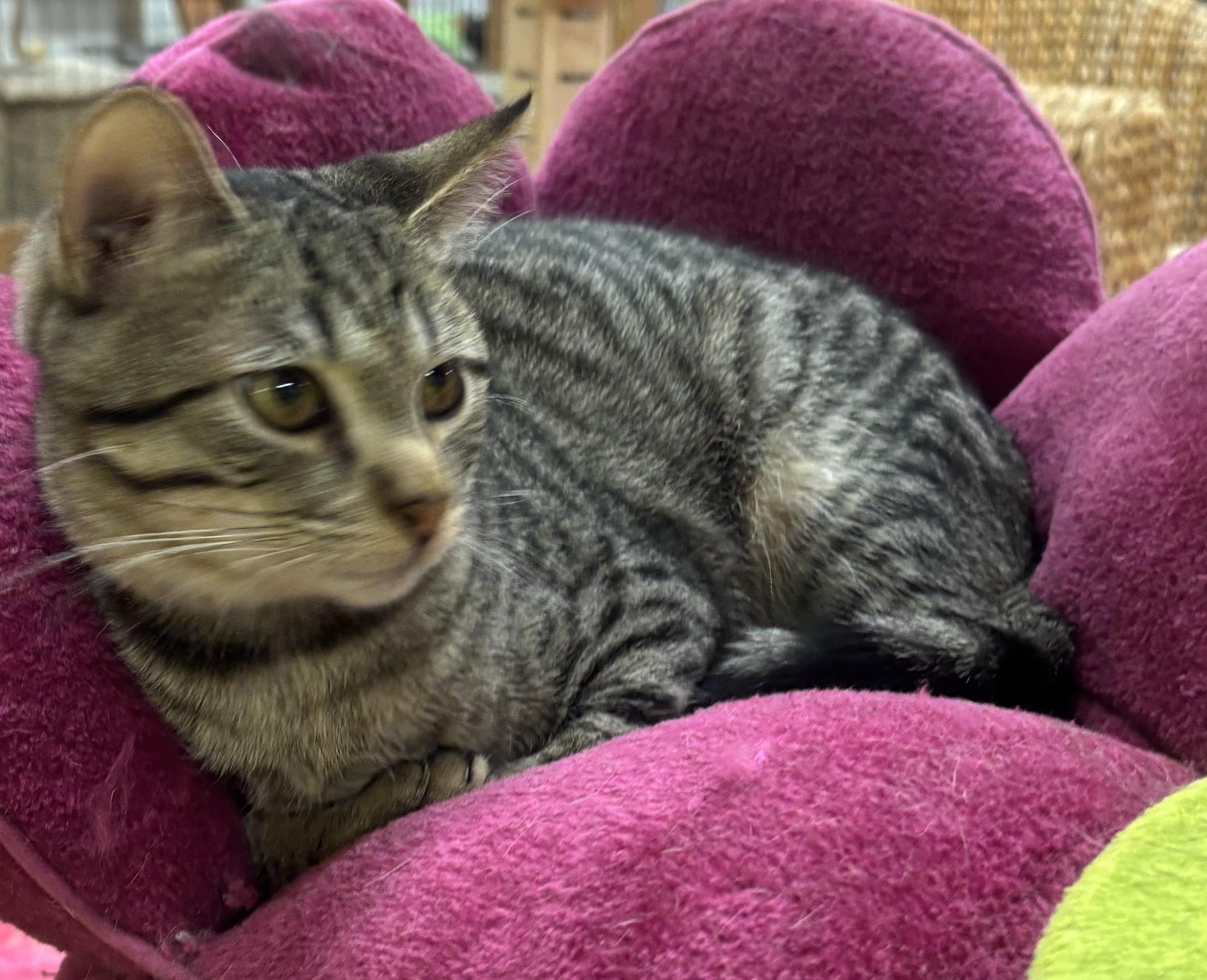 Enlarge Buddy, a Adoptable Domestic Short Hair in Whittier, CA image 2/6