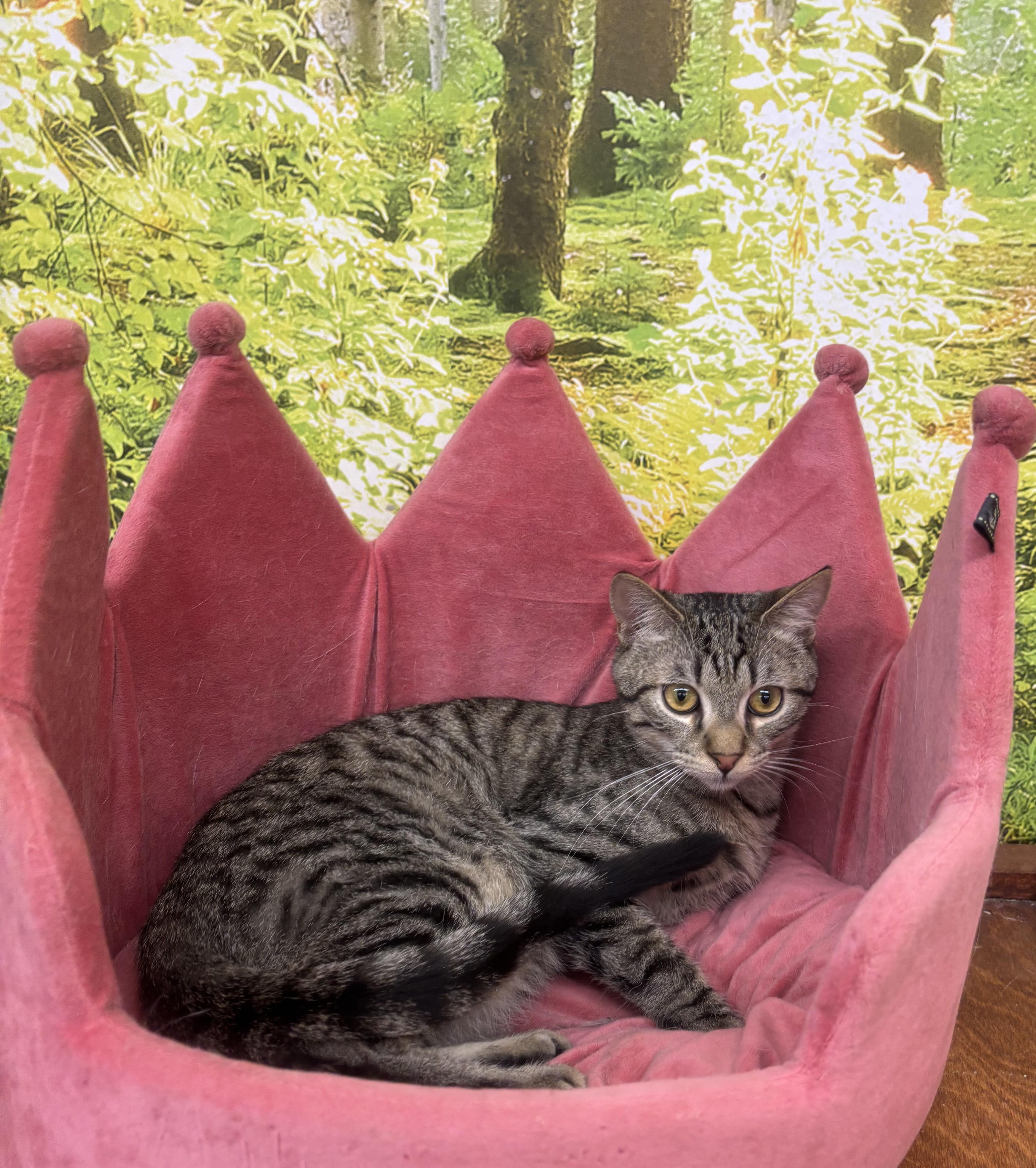 Buddy, Adoptable, Young Male Domestic Short Hair.