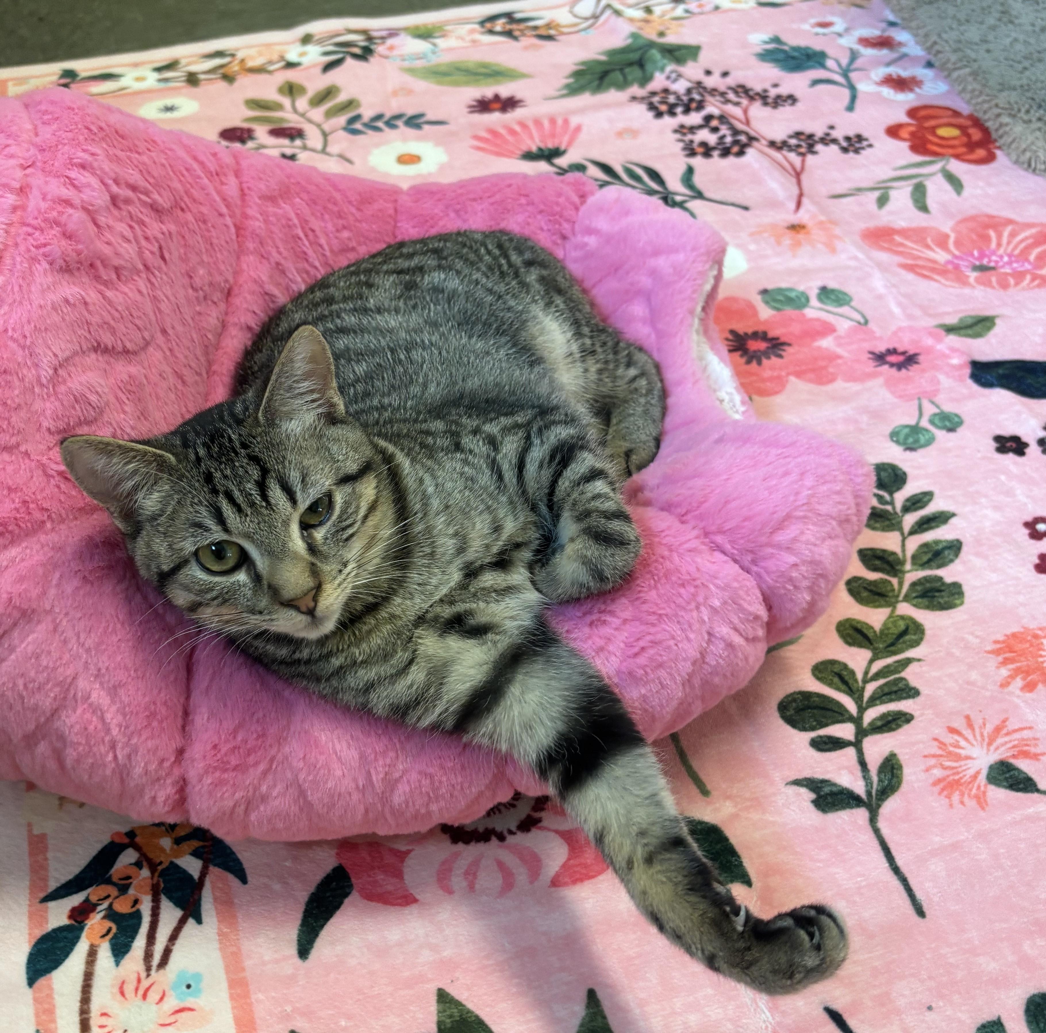 Enlarge Buddy, a Adoptable Domestic Short Hair in Whittier, CA image 6/6