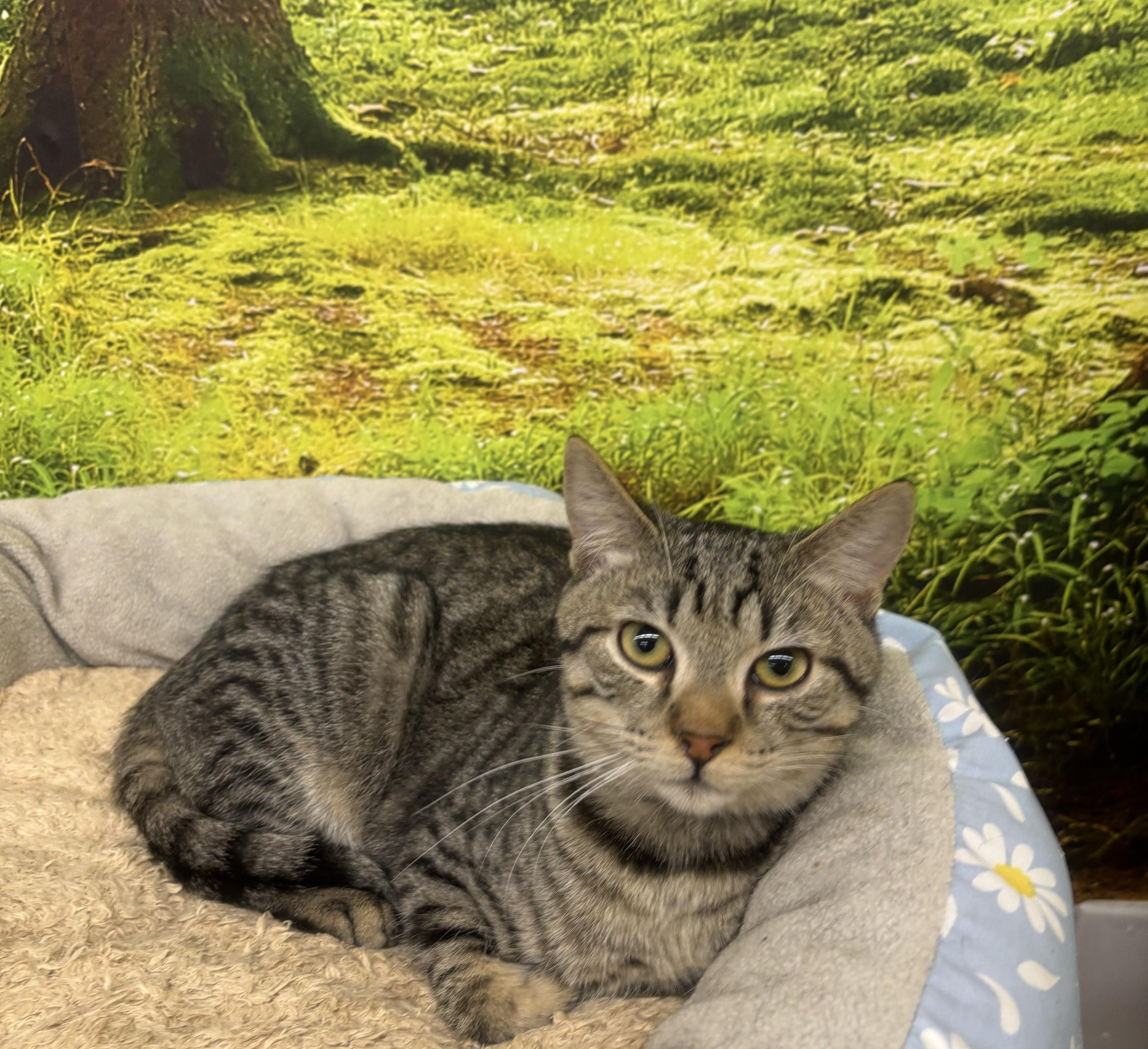 Enlarge Buddy, a Adoptable Domestic Short Hair in Whittier, CA image 3/6