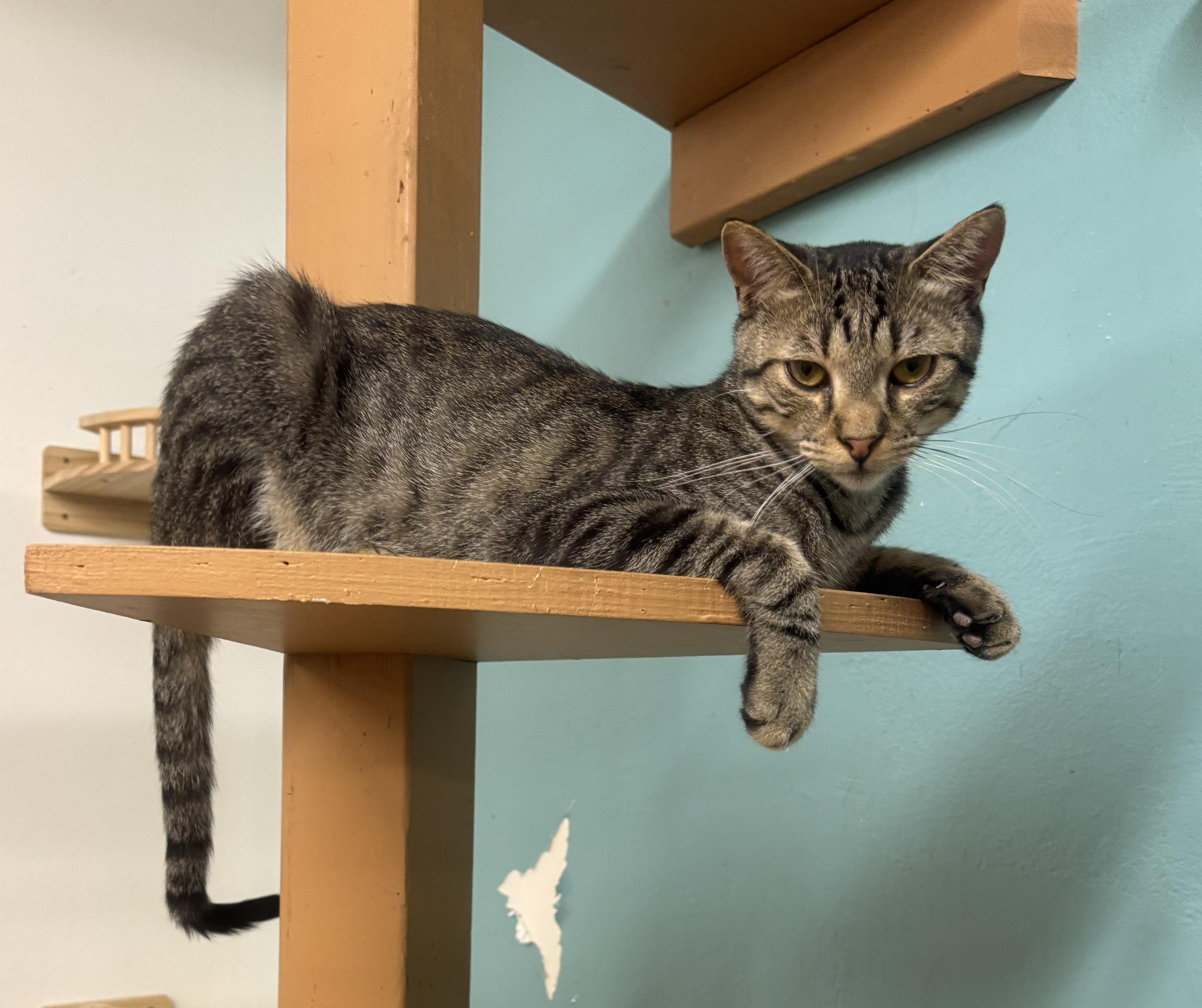 Enlarge Buddy, a Adoptable Domestic Short Hair in Whittier, CA image 1/6