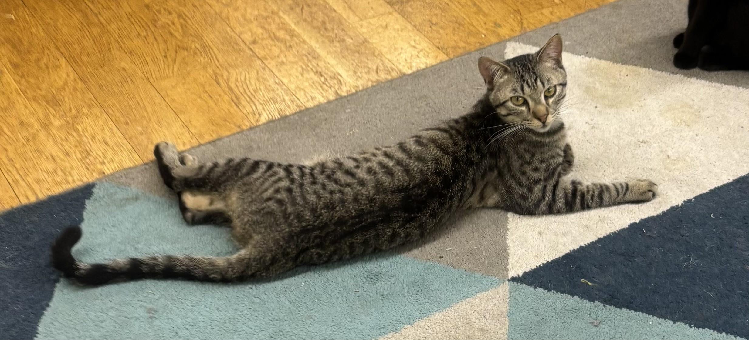 Buddy Domestic Short Hair Cat