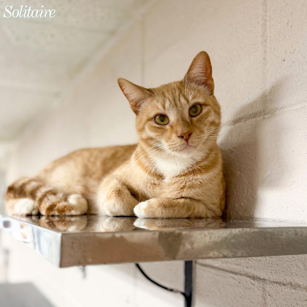 Enlarge Solitaire, a Adoptable Domestic Short Hair in Hopkinton, MA image 1/4