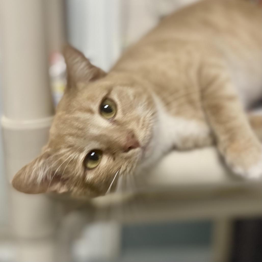 Enlarge Solitaire, a Adoptable Domestic Short Hair in Hopkinton, MA image 2/4