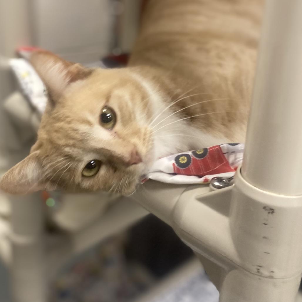 Enlarge Solitaire, a Adoptable Domestic Short Hair in Hopkinton, MA image 4/4