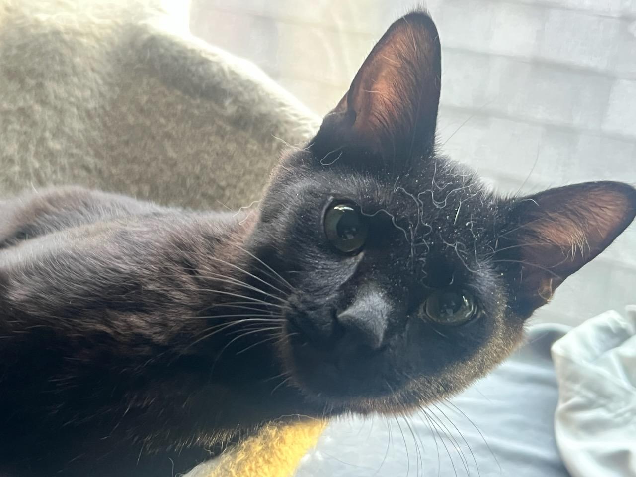 Trouble, a ADOPTABLE Domestic Short Hair in Evanston, IL image 5/5