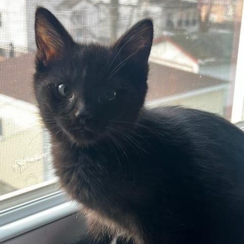 Trouble, a ADOPTABLE Domestic Short Hair in Evanston, IL image 3/5