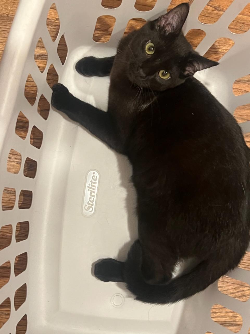 Trouble, a ADOPTABLE Domestic Short Hair in Evanston, IL image 2/5