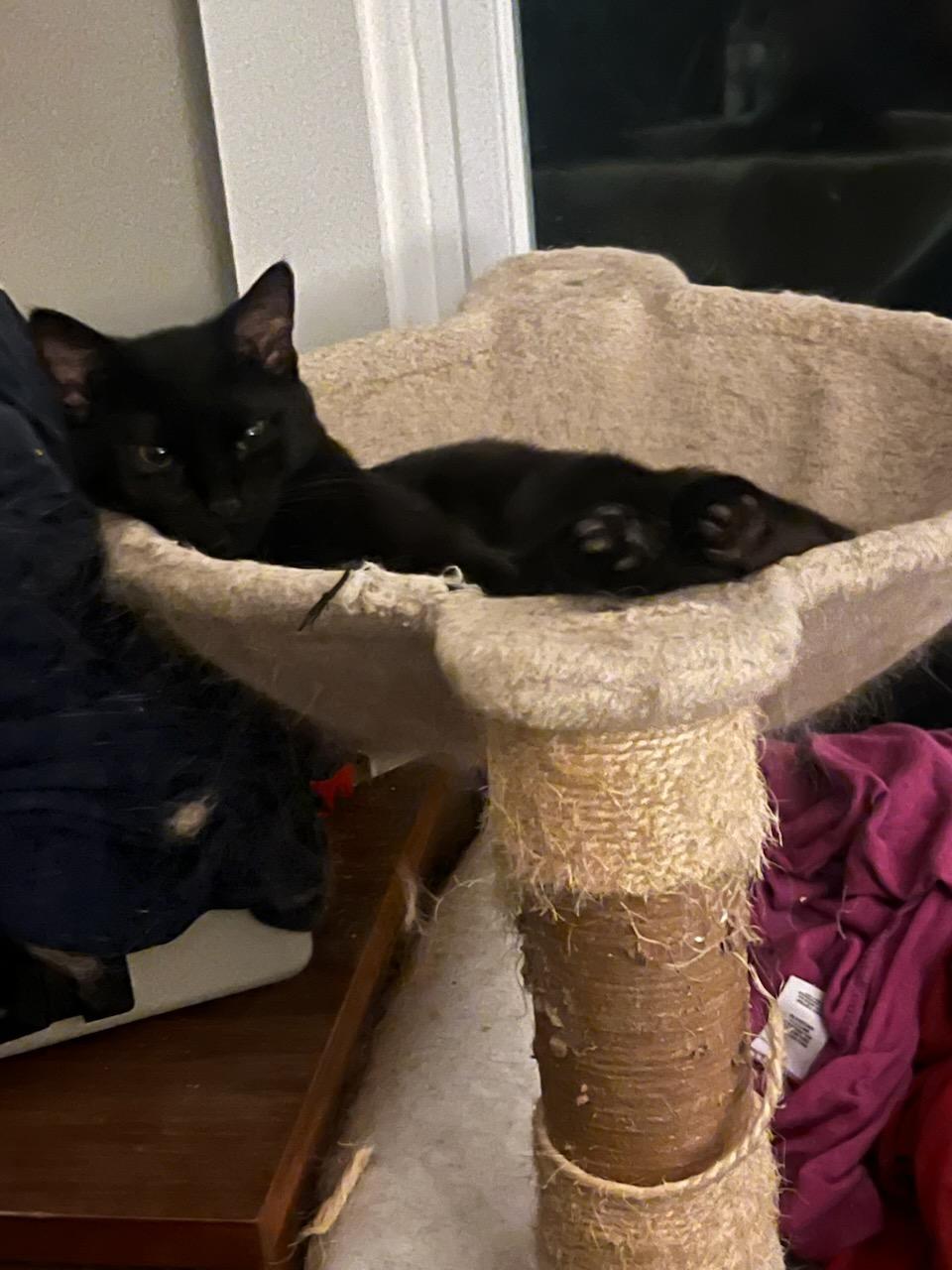 Trouble, a ADOPTABLE Domestic Short Hair in Evanston, IL image 4/5