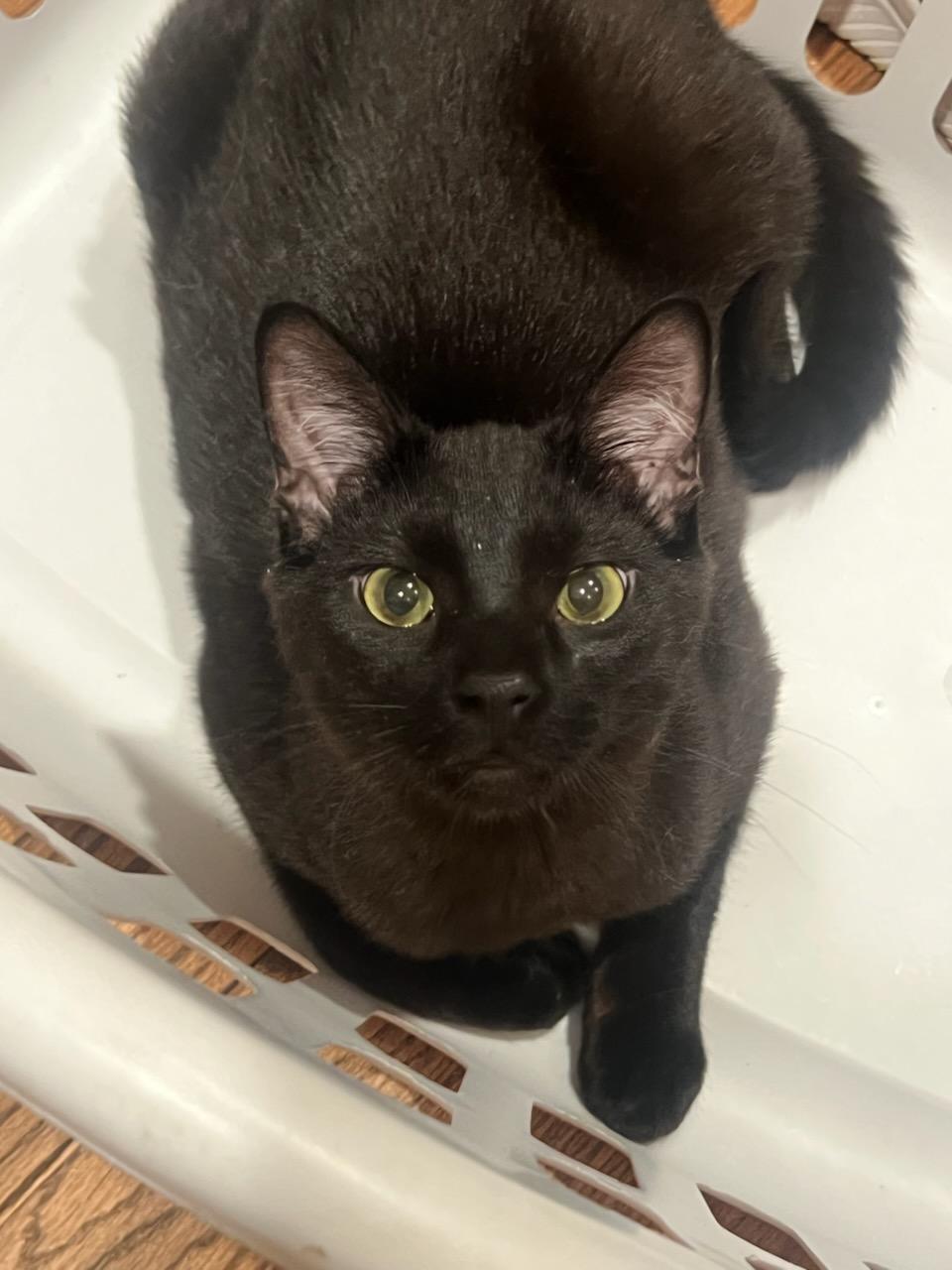 Trouble, ADOPTABLE, Young Male Domestic Short Hair.
