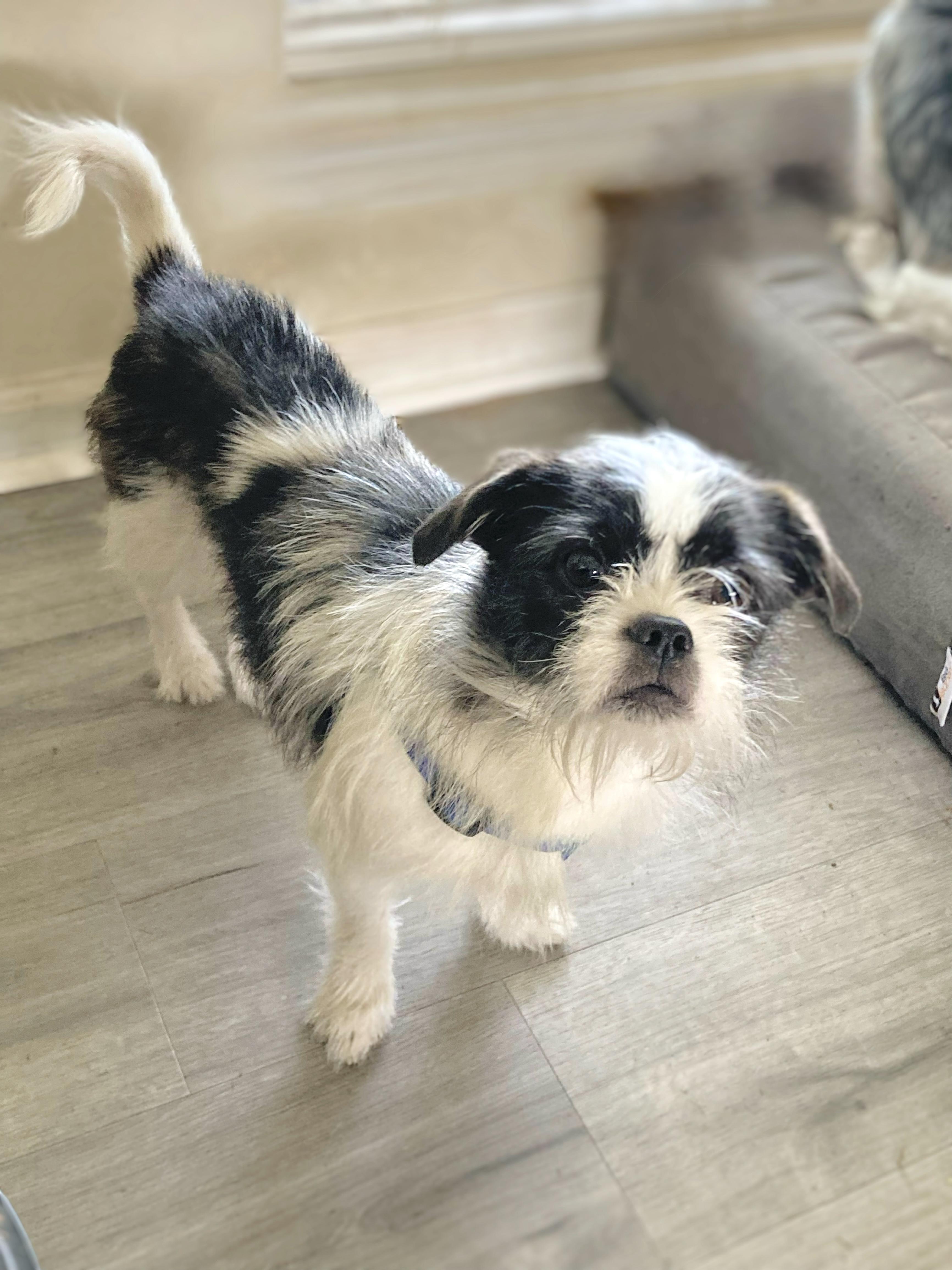 Enlarge Izzy, an adoption pending mixed breed in Douglas, GA image 1/1