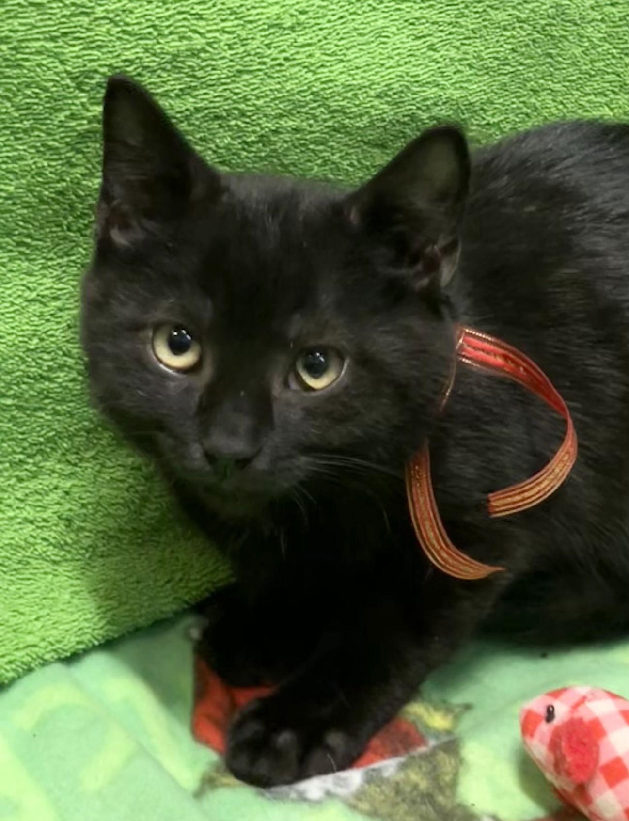 Costello thumbnail 2