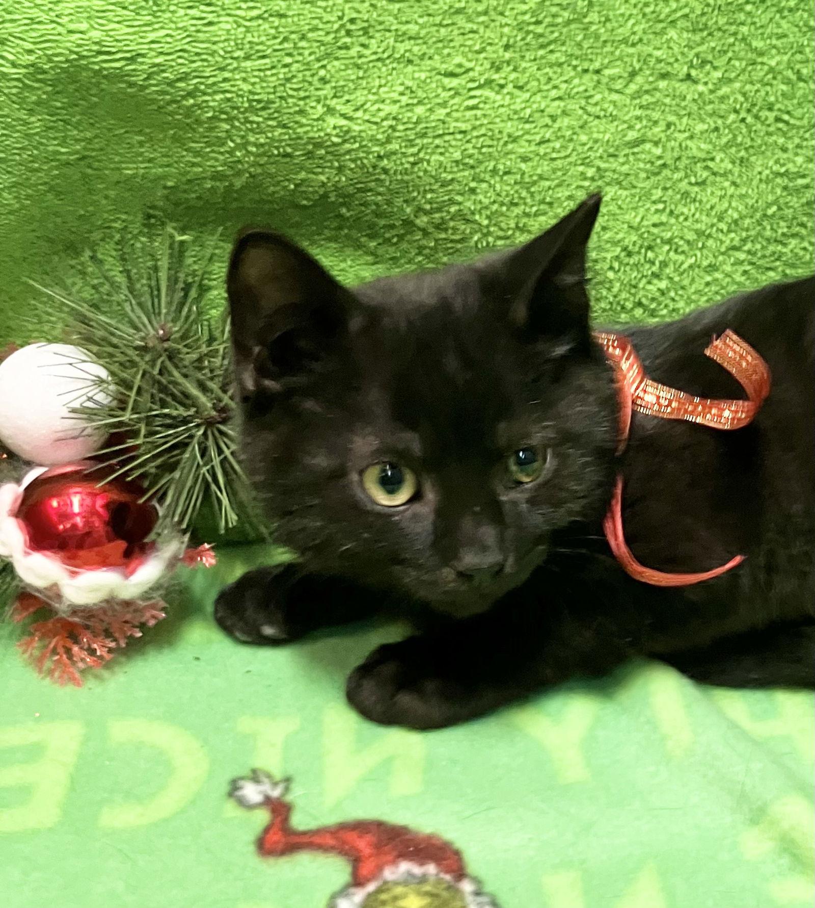 Costello thumbnail 3