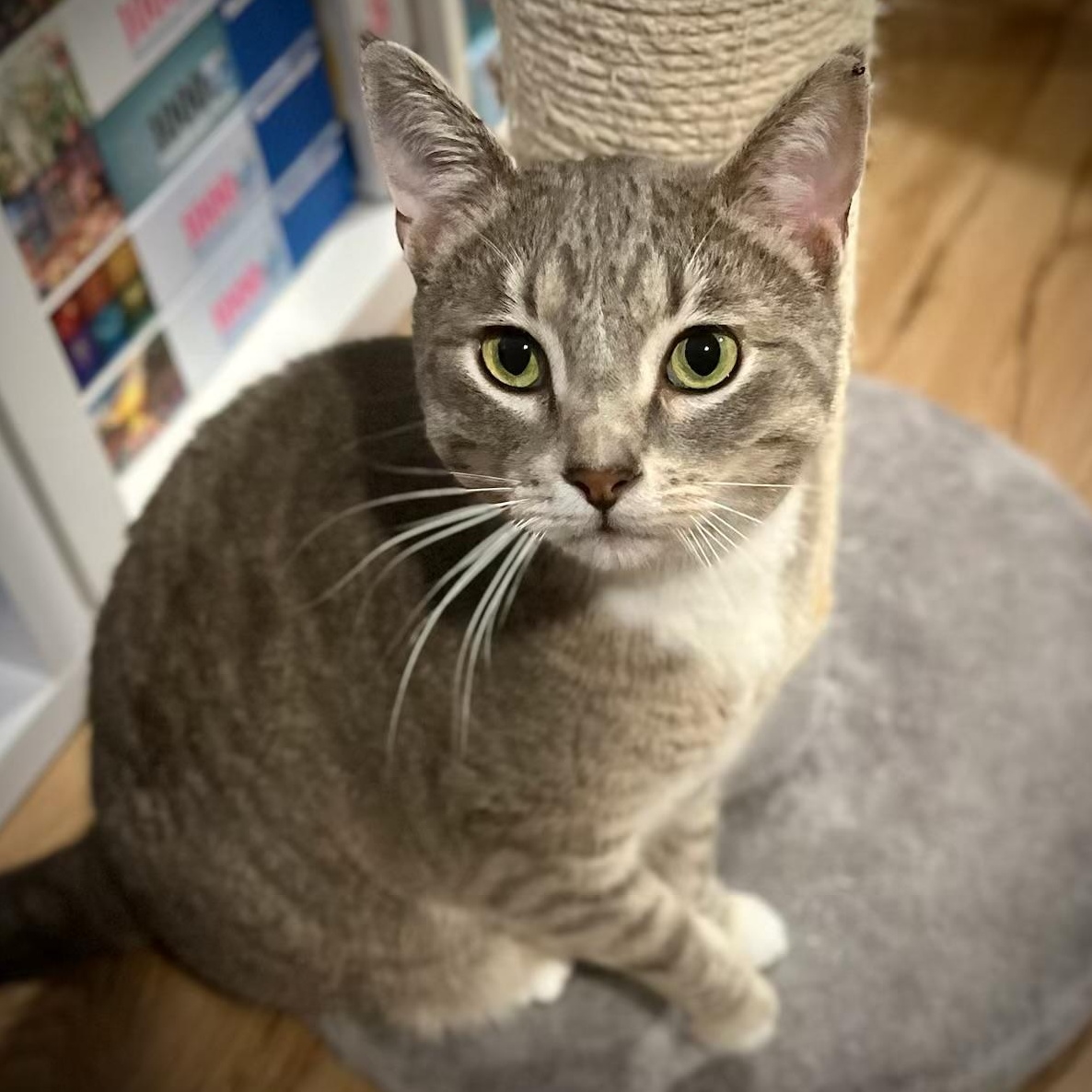 Socks, an adoptable Domestic Short Hair in Pasco, WA, 99301 | Photo Image 1