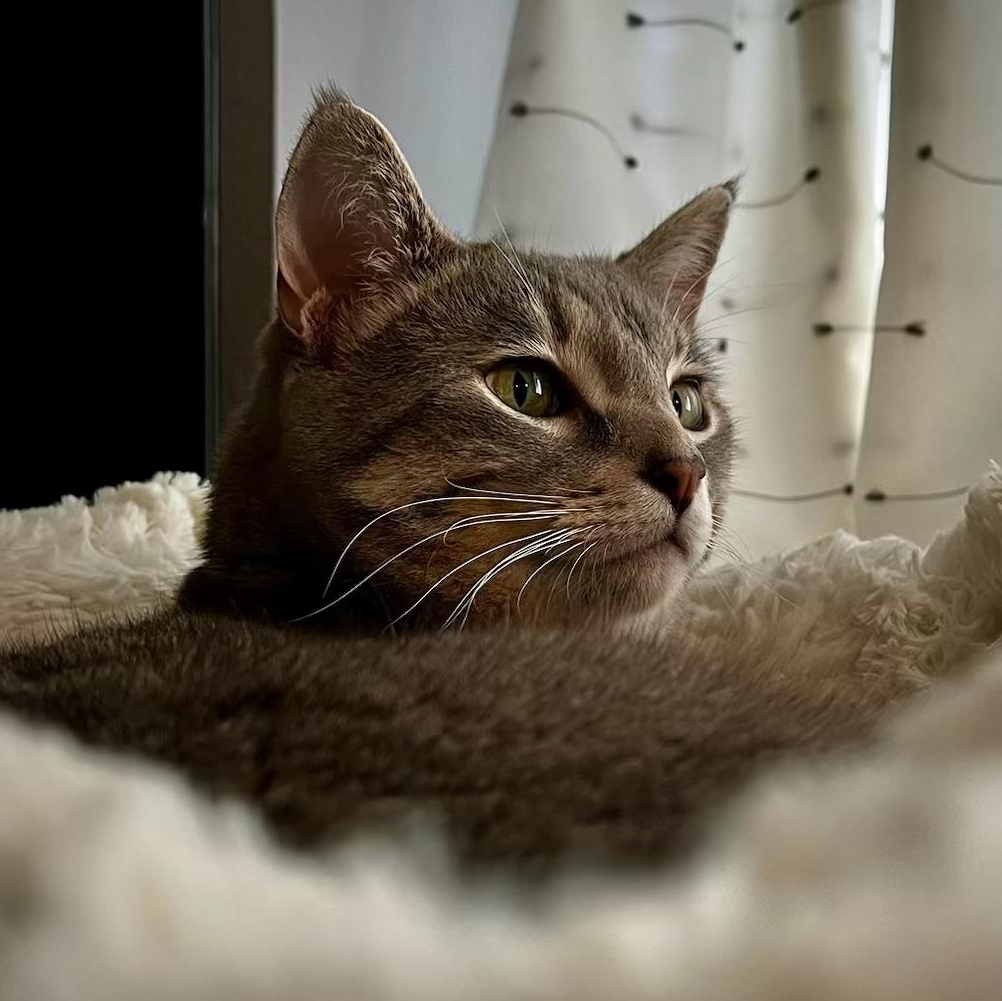 Socks, an adoptable Domestic Short Hair in Pasco, WA, 99301 | Photo Image 6