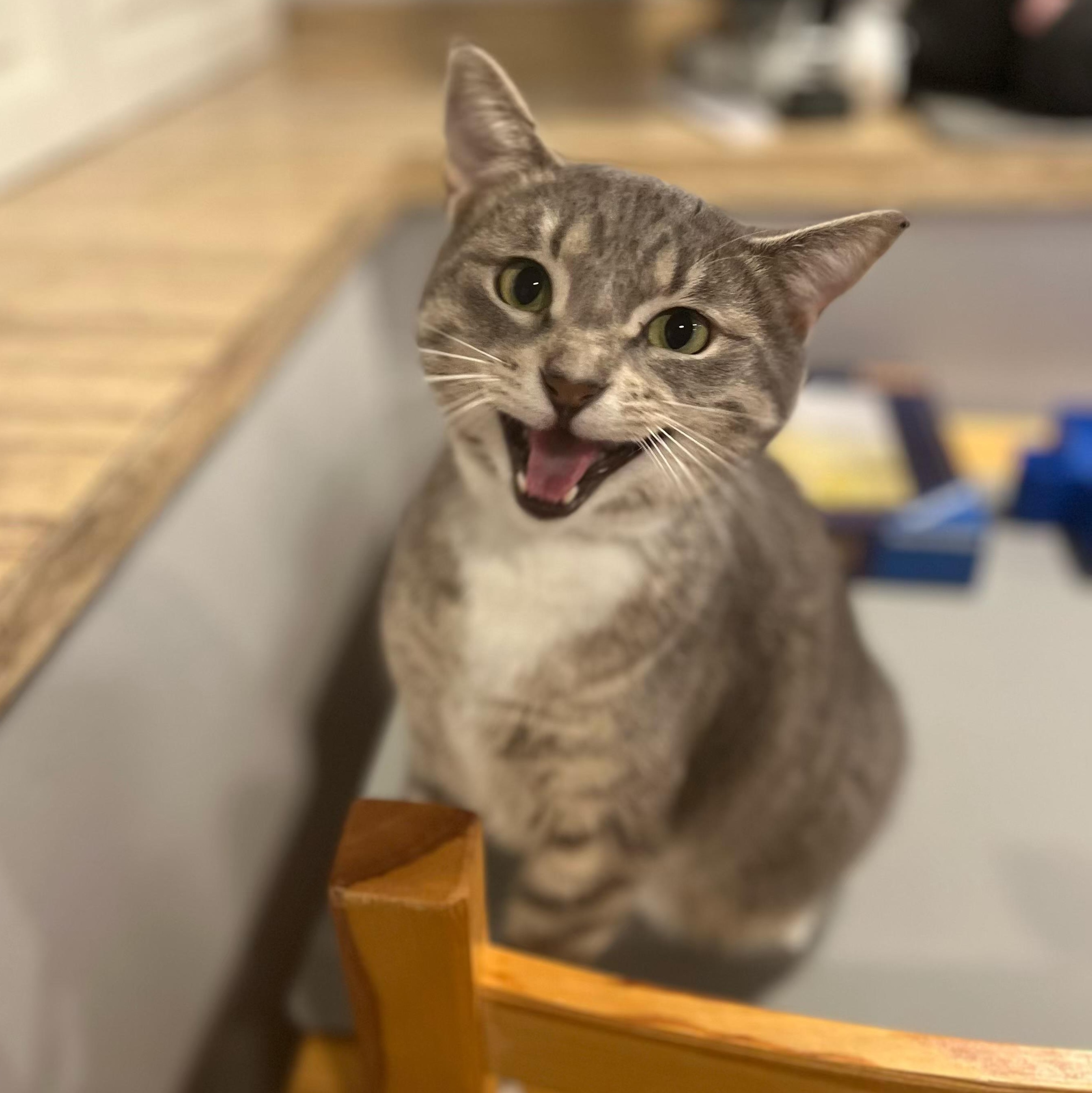 Socks, an adoptable Domestic Short Hair in Pasco, WA, 99301 | Photo Image 2