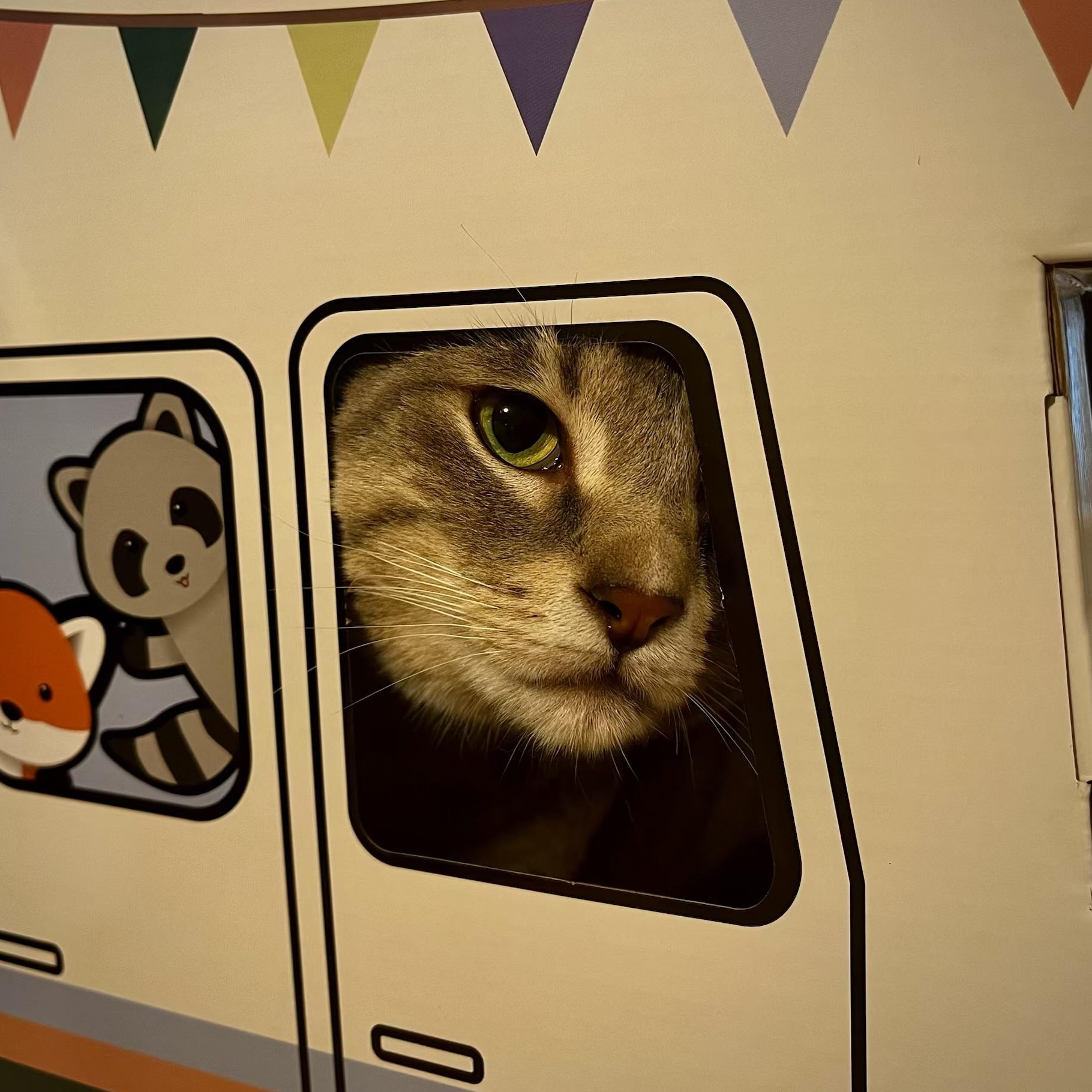 Socks, an adoptable Domestic Short Hair in Pasco, WA, 99301 | Photo Image 3